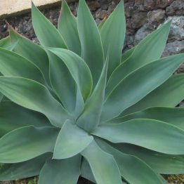 agave