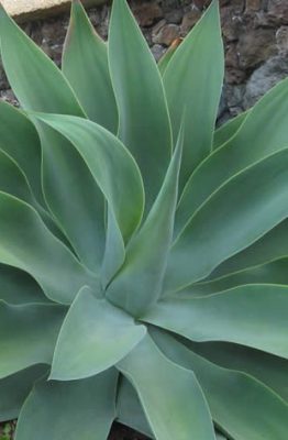 agave