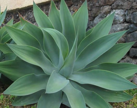 agave