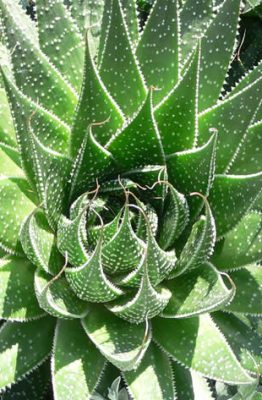 aloe