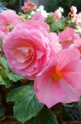 begonia