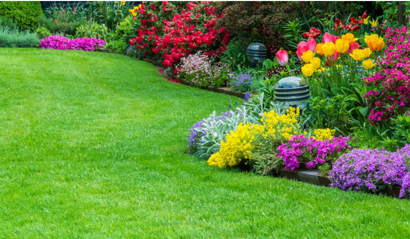 Rasen, Tulpen, Garten