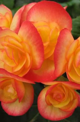 begonia