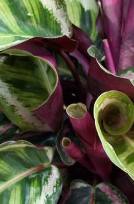 calathea