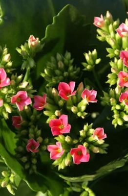 kalanchoe