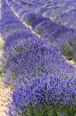 lavanda
