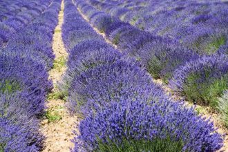 lavanda