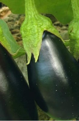 melanzane