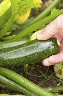 pianta di zucchine