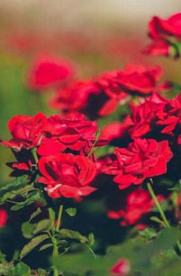 rose rosse