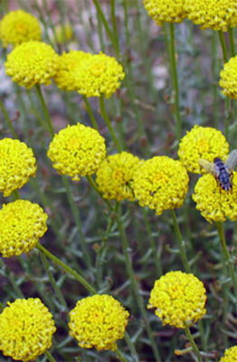 pianta di abrotano fiorita